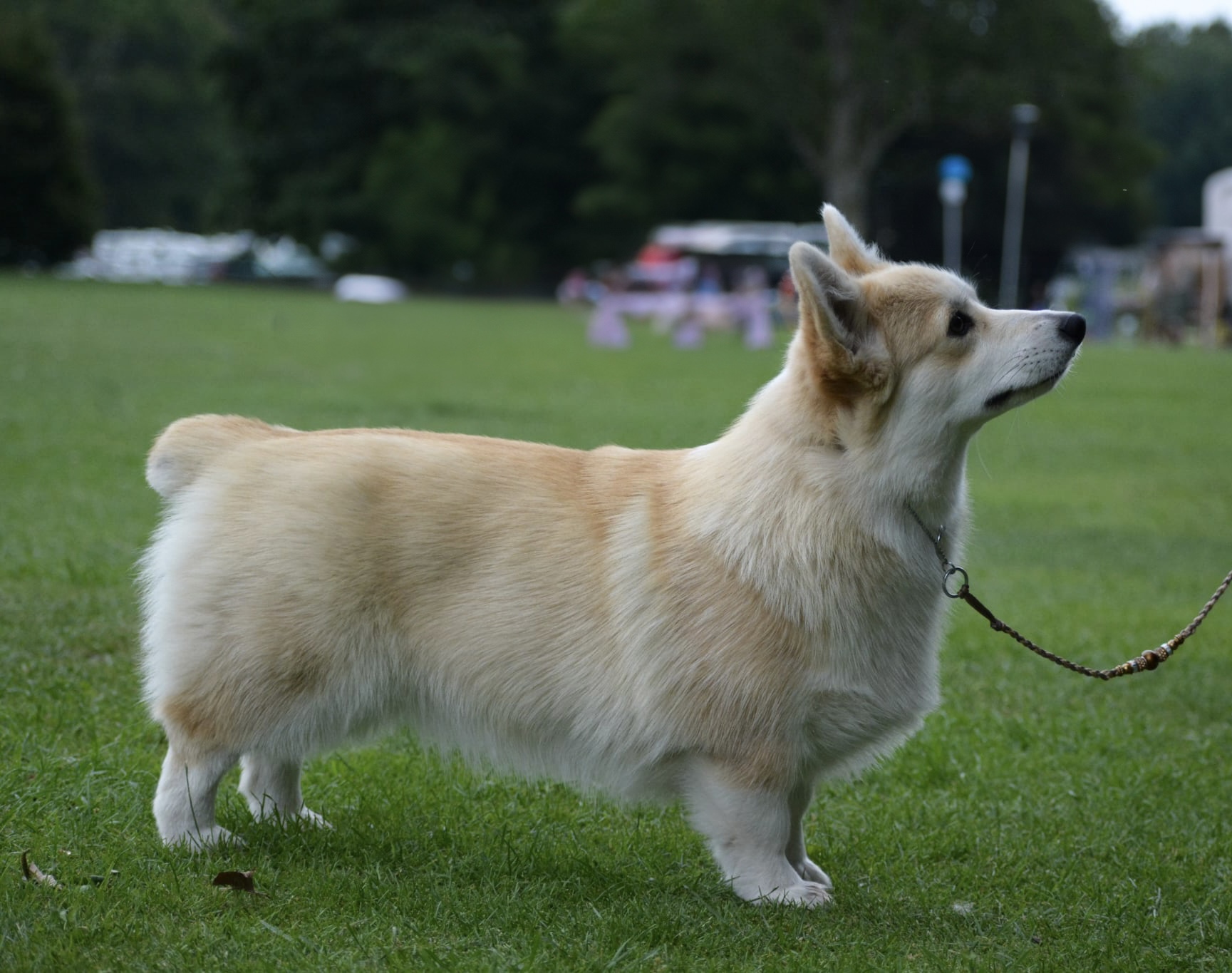 Nova